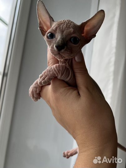 Канадский сфинкс