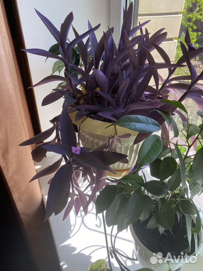 Цветы комнатные(Сеткреазия пурпурная)