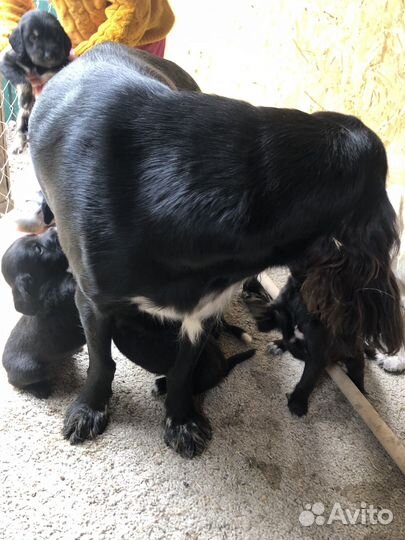 Щенки спаниеля (рос) бесплатно