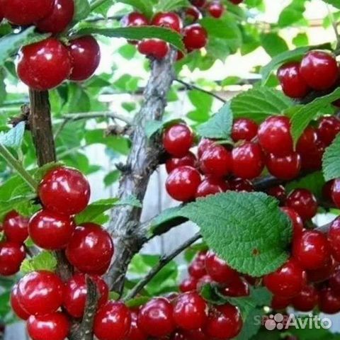 Саженцы войлочной вишни купить в Ангарске | Товары для дома и дачи | Авито