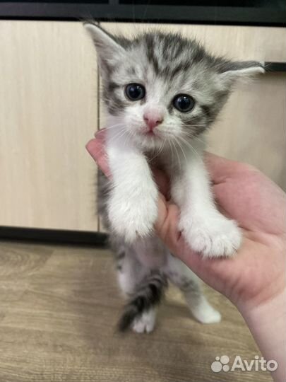 Отдам кошечку в добрые руки бесплатно