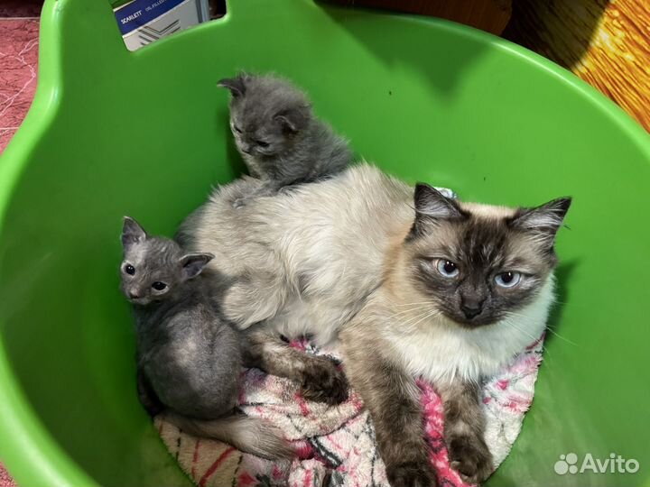 Котята в добрые руки