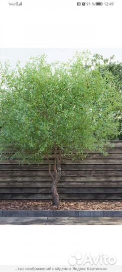 Ива нана, ива извилистая