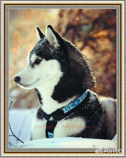 Алмазная мозаика 40x50 Довольная лайка среди снега