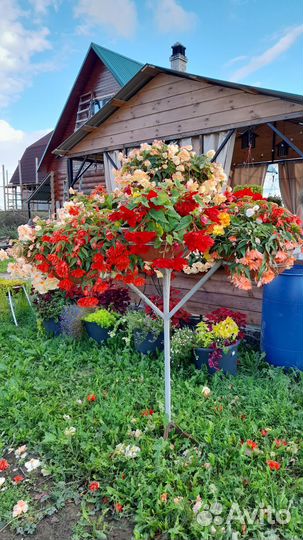 Бегония черенки