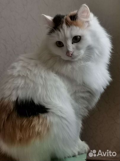 Красавица Белка