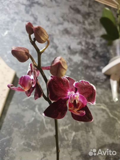 Орхидея фаленопсис Вероника мутант