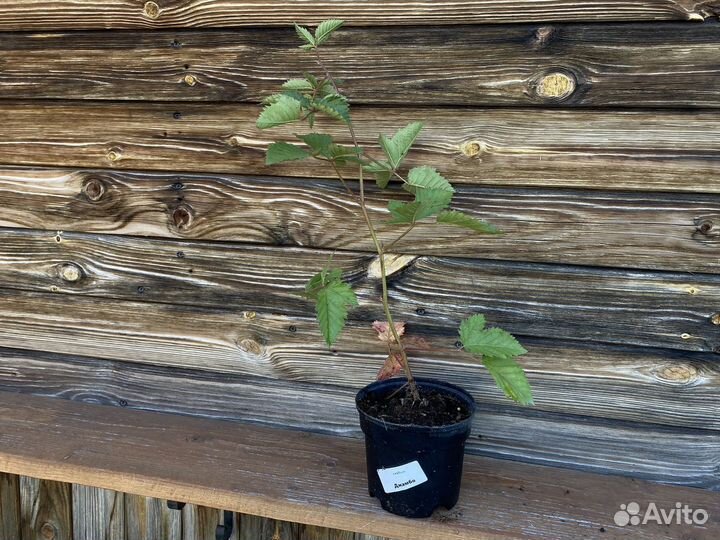 Саженцы ежевика натчез