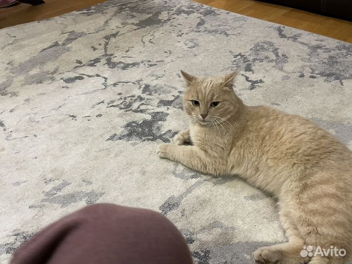 Найдена кошка