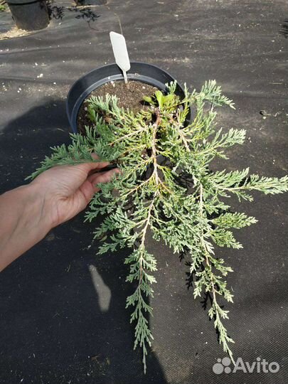 Можжевельник горизонтальный Glacier