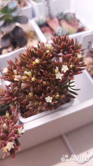 Крассулы и суккуленты