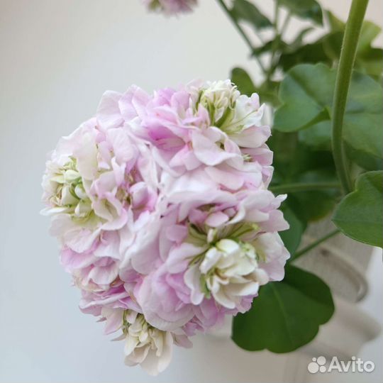 Герань пеларгония плющелистная