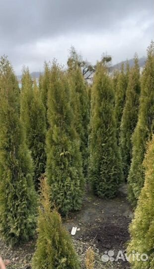 Туи смарагд