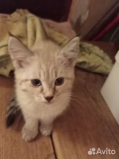 Кошка в дар