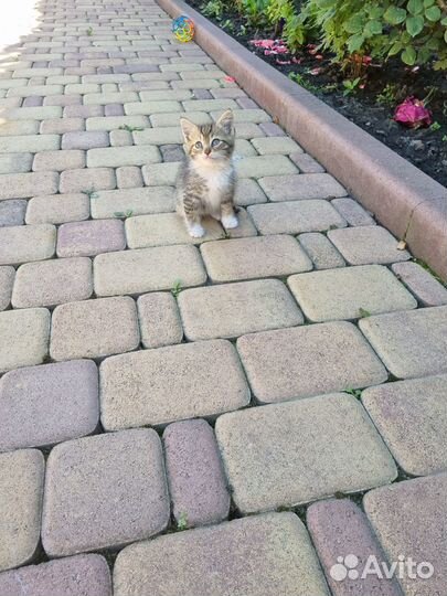 Отдам котят
