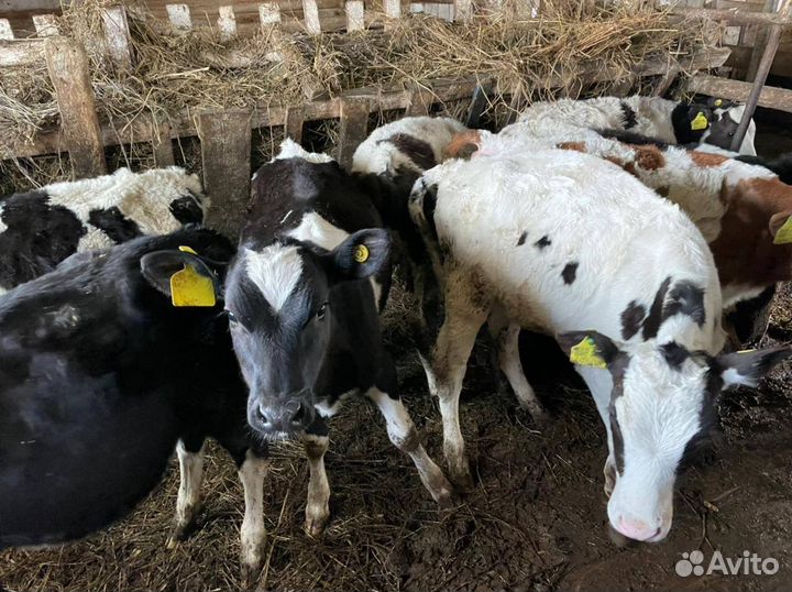 Бычки и телки холмогоры и голштины