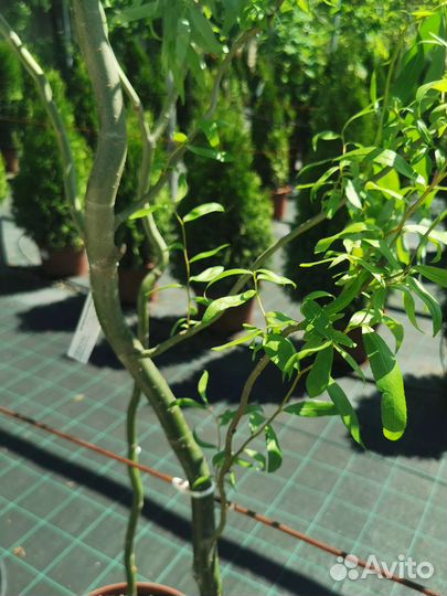 Ива тортулоза