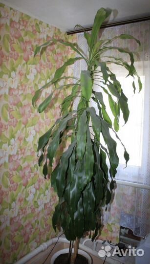 Драцена Душистая 2.80 м
