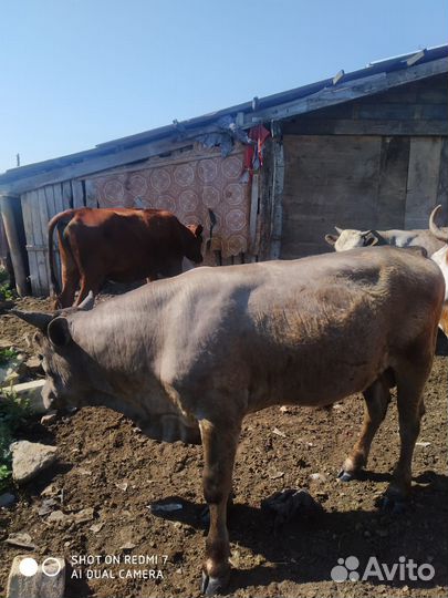 Быки сементалы