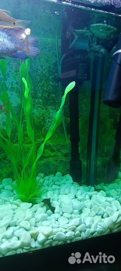 Аквариум