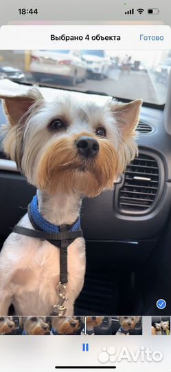 Йоркширский терьер