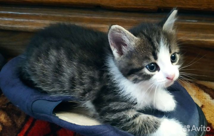 Котенок мальчик