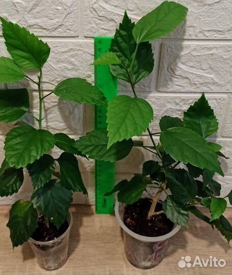 Гибискус El Capitolio Blood Mary, брунфельсия