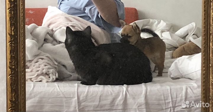 Отдам кошечку