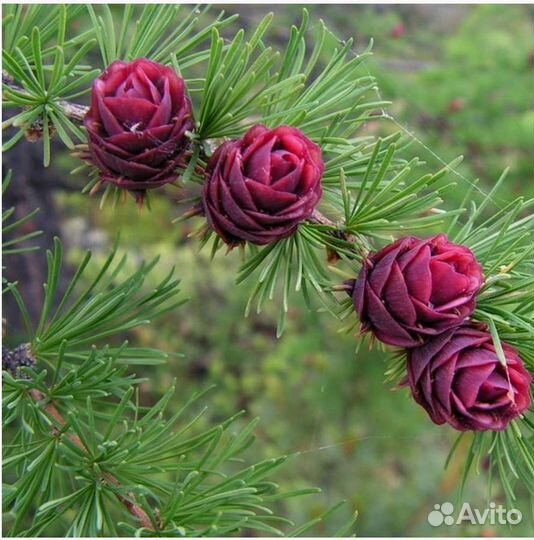 Лиственница европейская