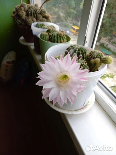 Комнатные растения цветы большие