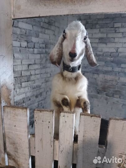 С/х животные