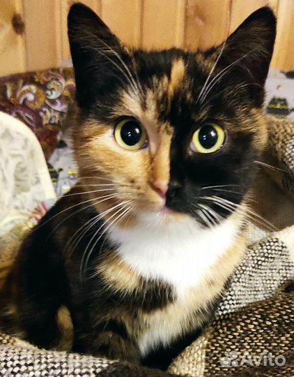 Котята в добрые руки даром