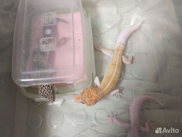 Геккон эублефар