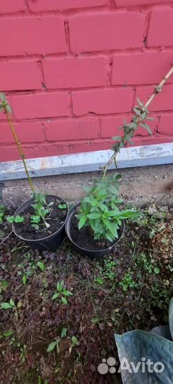 Ива шаровидная