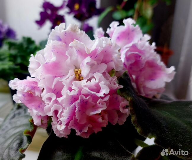 Фиалка набором