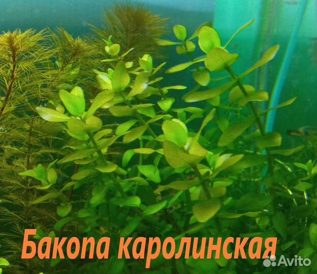 Растения аквариумные