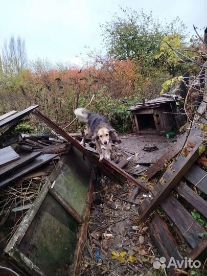 Собака в добрые руки