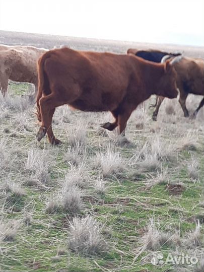 Коровы