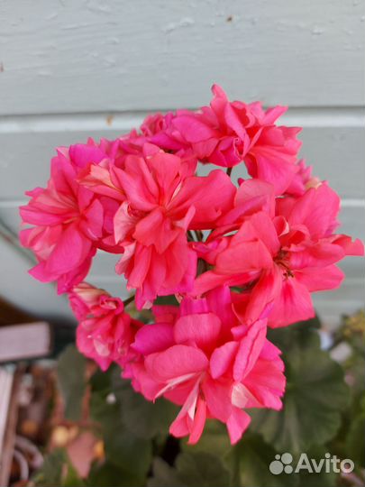 Пеларгония герань