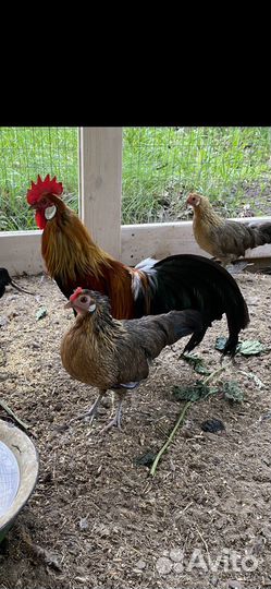 Петух Японский Феникс