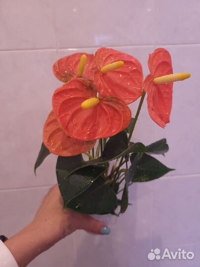 Антуриум детки сеанса, Оранж чемпион, cariad