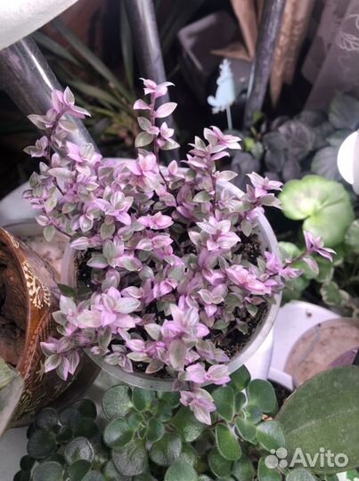 Аихризон (дерево любви), Каллизия розовая пантера