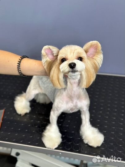 Стрижка собак и кошек модели