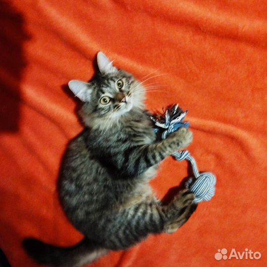 Ласковая кошечка в поиске доброго дома