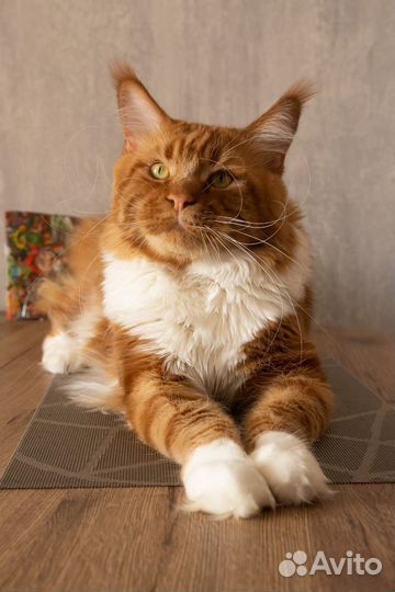 Кот мейнкун вязка