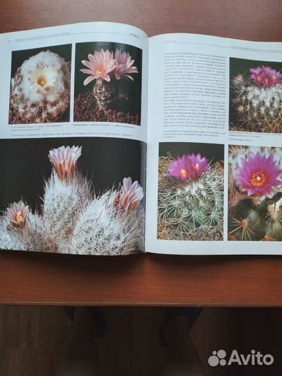 Многообразие кактусов, журналы о комнатных растени