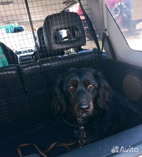 Зоотакси (перевозка животных, зооавто)