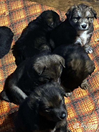 Отдам щенков в добрые руки