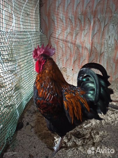 Молодые петухи