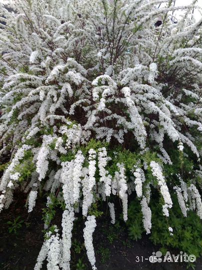Спирея серая, лопчатка белая, оранжевая, аквилегия